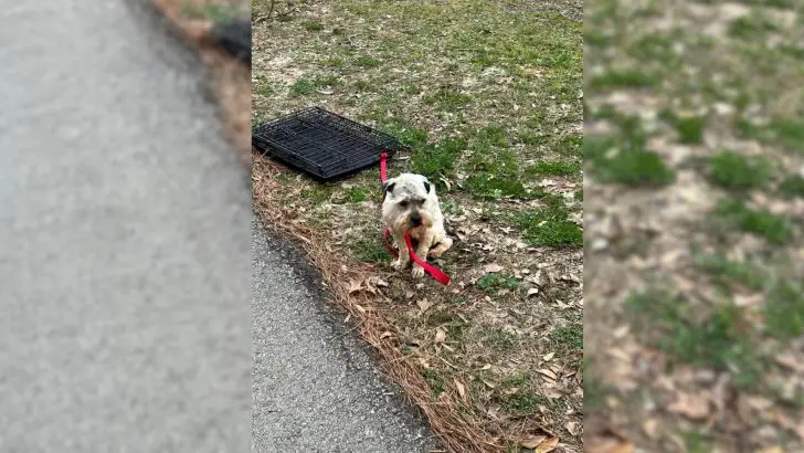 Você está visualizando atualmente Mulher fica com coração cheio de tristeza ao avistar cachorrinho assustado amarrado a uma caixa