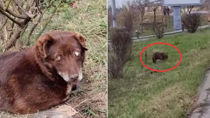 Você está visualizando atualmente Cachorra cega é abandonado perto de estrada movimentada