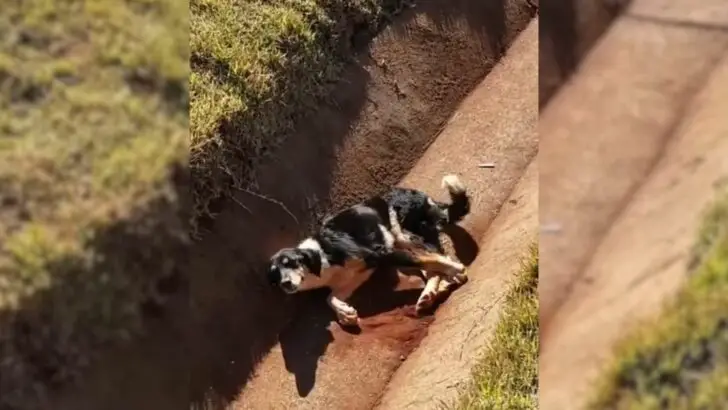 Você está visualizando atualmente Cachorra fica gravemente ferida próxima a estrada, implorando ajuda