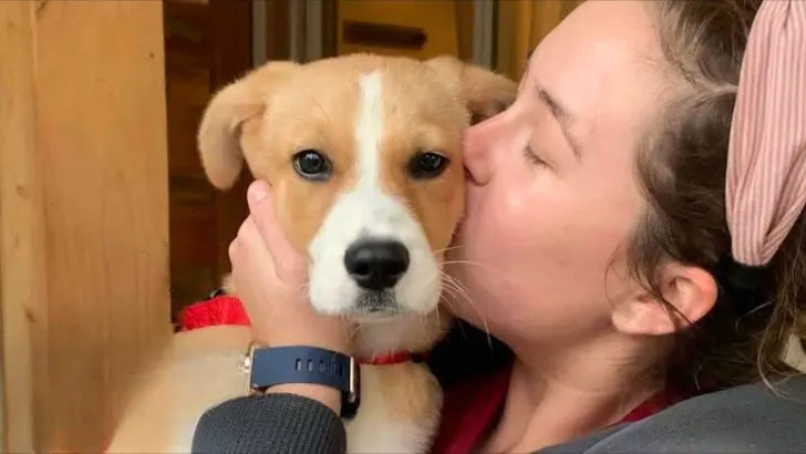 Você está visualizando atualmente Com diversos traumas e machucada, cachorra chegou em um abrigo em situação crítica