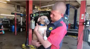 Leia mais sobre o artigo Mecânico encontra um cachorrinho dentro de uma mochila na lixeira