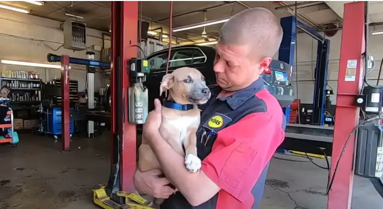 Você está visualizando atualmente Mecânico encontra um cachorrinho dentro de uma mochila na lixeira