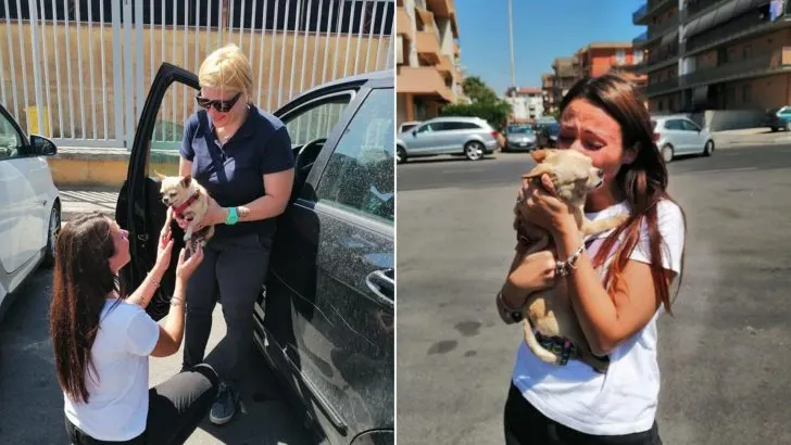 Você está visualizando atualmente Simplesmente 8 anos depois, cachorra é encontrada por família que fica emocionada