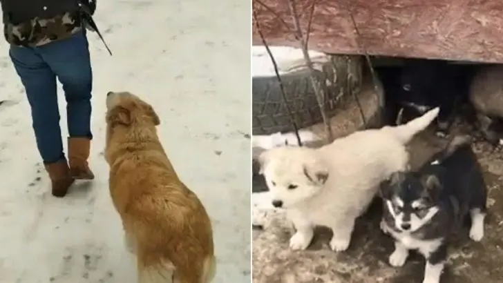 Você está visualizando atualmente Cachorra caminhava pelas ruas buscando ajuda para seus filhotes