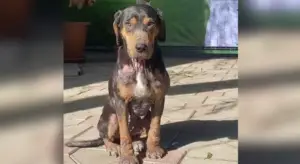 Leia mais sobre o artigo Cachorro de rua doente aguardava por socorro na porta de abrigo