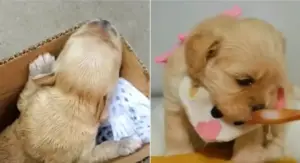 Leia mais sobre o artigo Casal transforma um cachorro abandonado em um bebê amado e mimado