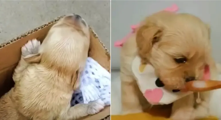 Você está visualizando atualmente Casal transforma um cachorro abandonado em um bebê amado e mimado