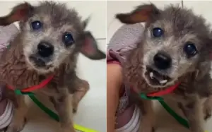 Leia mais sobre o artigo Cachorro idoso latia de forma angustiante por socorro após ter sido abandonado