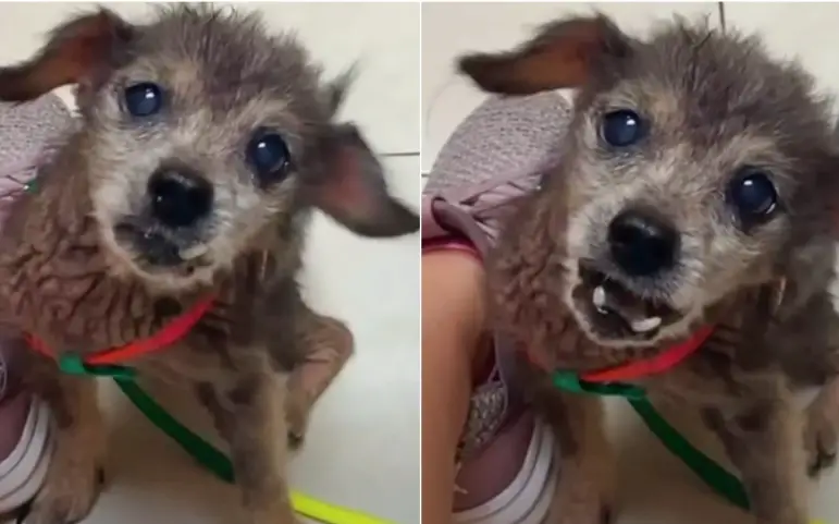 Você está visualizando atualmente Cachorro idoso latia de forma angustiante por socorro após ter sido abandonado