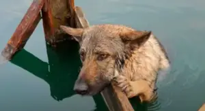 Leia mais sobre o artigo Cachorro é resgatado após ficar em lago congelado e sem forças