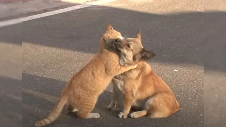 Você está visualizando atualmente Gato se sensibiliza e consola um cachorro abandonado