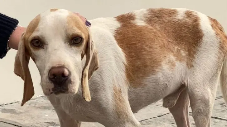 Você está visualizando atualmente Abandonado e com problemas de saúde, esse cachorro conseguiu mudar a vida dessa família