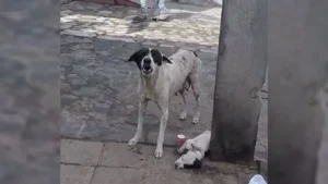 Leia mais sobre o artigo Mamãe cachorro desesperada chora alto até que alguém perceba seu filhote ferido e a socorra