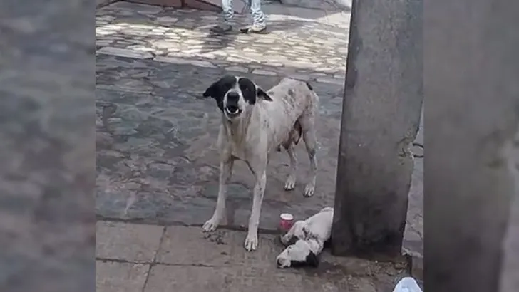 Você está visualizando atualmente Mamãe cachorro desesperada chora alto até que alguém perceba seu filhote ferido e a socorra