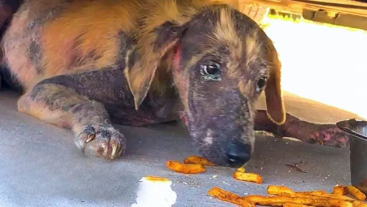 Você está visualizando atualmente Cachorro é encontrado debaixo de um carro com uma aparência triste