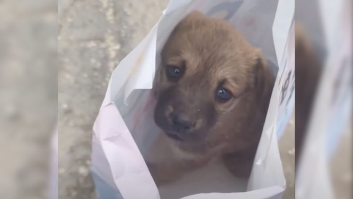 Você está visualizando atualmente Operador de escavadeira encontrou um cão com medo atrás da sua cadeira e decidiu ajudá-lo