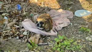 Leia mais sobre o artigo Cachorra é abandonada sem piedade por seu antigo dono