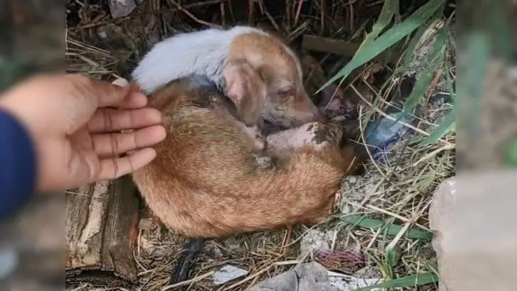 Você está visualizando atualmente Equipe de resgate encontra um cachorro em estado crítico perto de uma rodovia