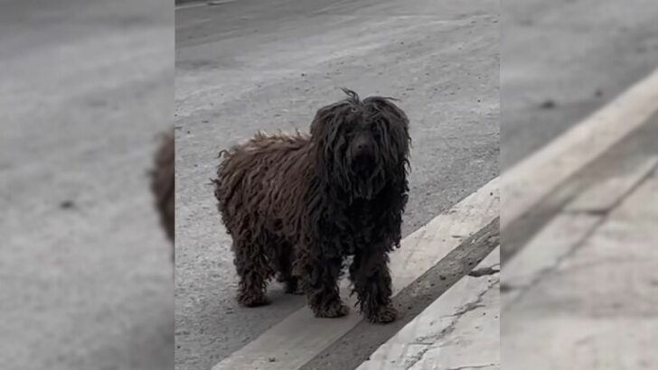 Você está visualizando atualmente Mulher adota cachorro que andava pelas ruas sujo, sozinho e abandonado