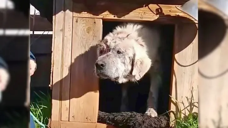 Você está visualizando atualmente Com uma aparência trágica, cachorro é resgatado após ter sido abandonado em uma casinha