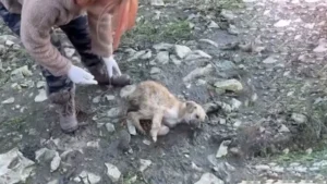 Leia mais sobre o artigo Cachorra fica presa em uma montanha, e após diagnóstico nada positivo consegue se recuperar