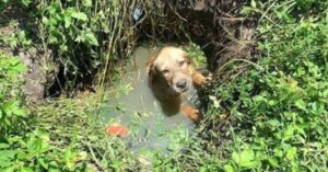 Leia mais sobre o artigo Policial ajuda a salvar um cachorrinho de afogamento e decide ir além de sua ação