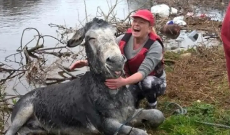 Você está visualizando atualmente Burro é resgato após estar preso em um lago e sua reação viraliza