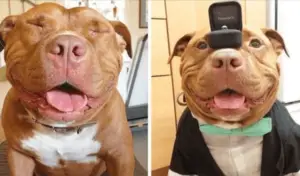 Leia mais sobre o artigo Pit Bull é adotado e sua vida é transformada pelo sorriso contagiante