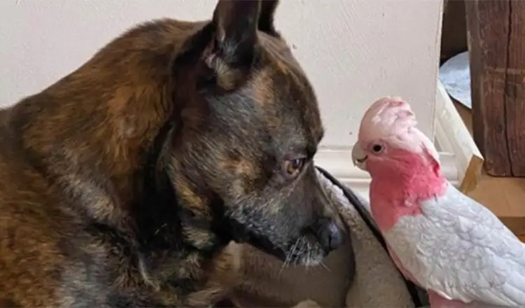 Cachorro encontra papagaio ferido e agora eles são inseparáveis