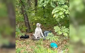 Leia mais sobre o artigo Cachorro é abandonado com perna quebrada em uma floresta pouco explorada