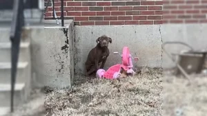 Leia mais sobre o artigo Cachorro faminto e abandonado que passou sua vida no frio está feliz por ter sido resgatado