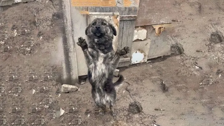 Você está visualizando atualmente Este cachorro se recusou a soltar o braço de quem o salvou, mostrando um apego comovente