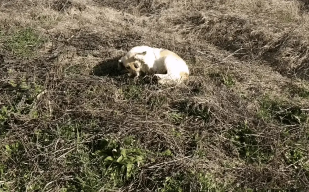 Você está visualizando atualmente Cachorra cega e ferida, estende a pata para mulher salvá-la