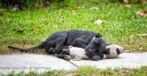 Leia mais sobre o artigo Cachorro só tinha um bicho de pelúcia como amigo e vivia pelas ruas