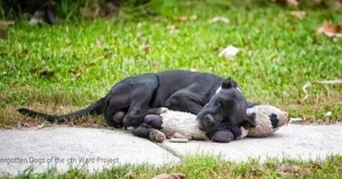 Você está visualizando atualmente Cachorro só tinha um bicho de pelúcia como amigo e vivia pelas ruas