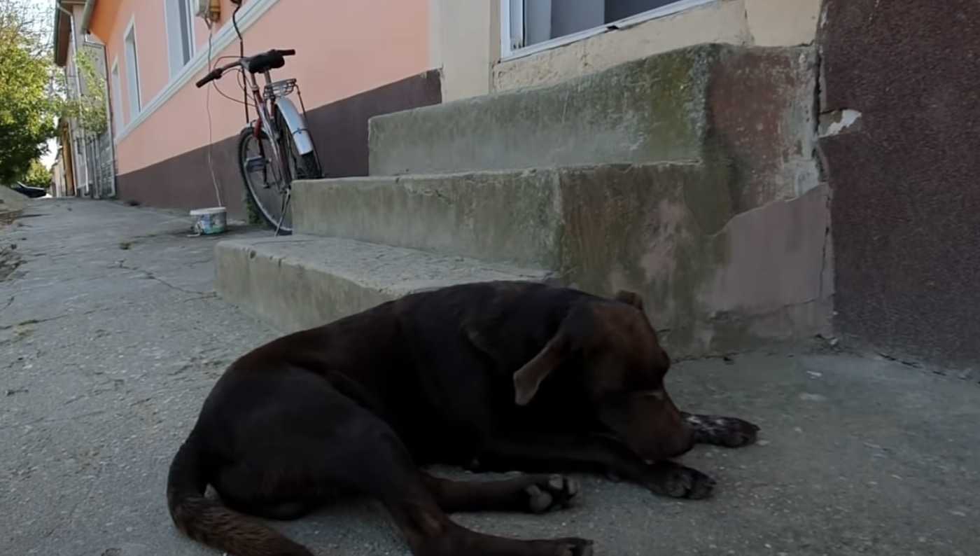 Você está visualizando atualmente Cachorro fica dias esperando por ajuda em um mesmo local