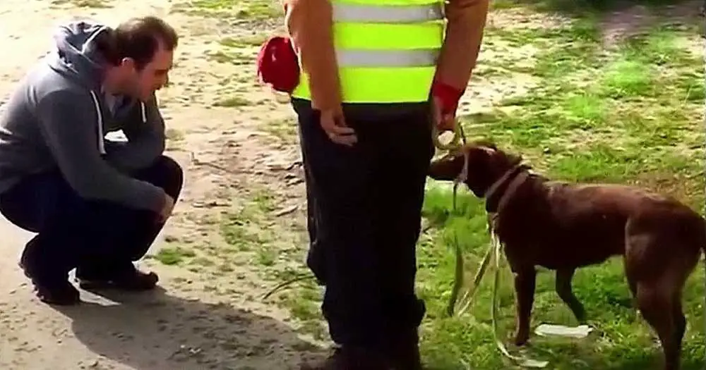 Você está visualizando atualmente Cachorro não reconhece seu dono, depois de três anos perdido