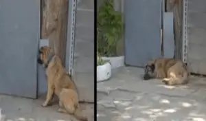 Leia mais sobre o artigo Homem adotou um cachorro para amedrontar as pessoas, mas o cachorro era muito doce