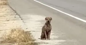 Leia mais sobre o artigo Cachorro abandonado vive em perigo na beira de uma estrada