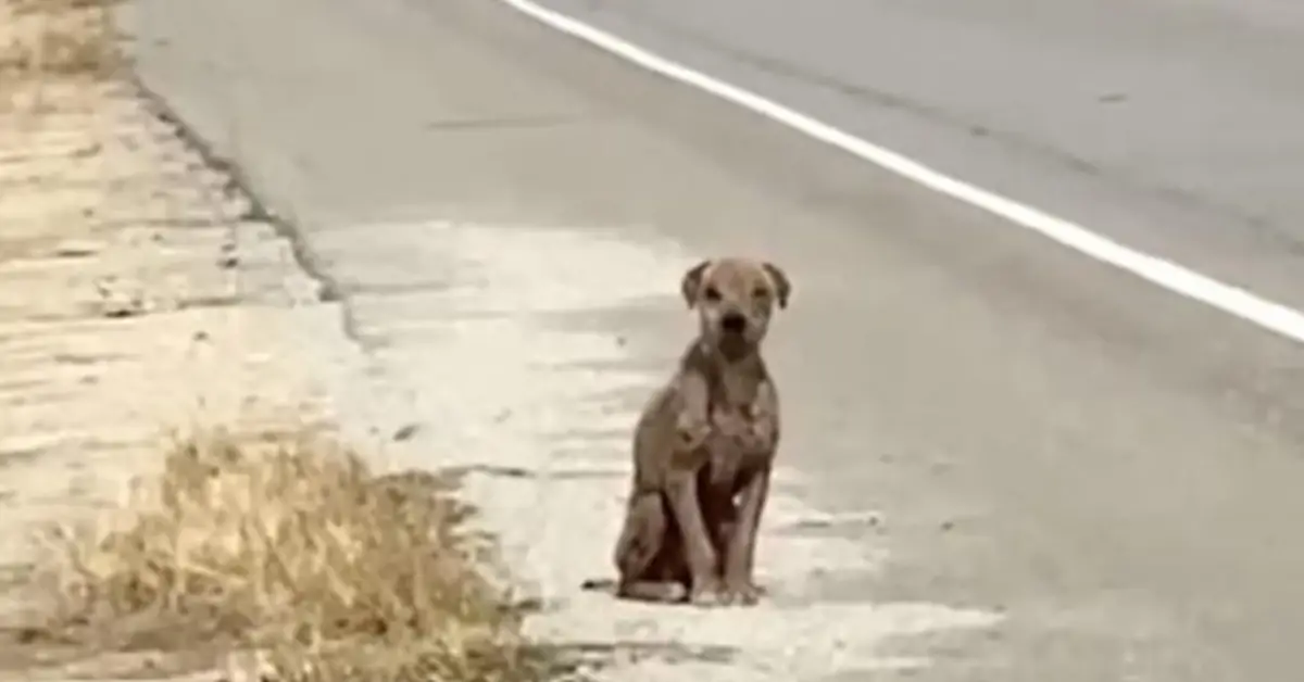 Você está visualizando atualmente Cachorro abandonado vive em perigo na beira de uma estrada