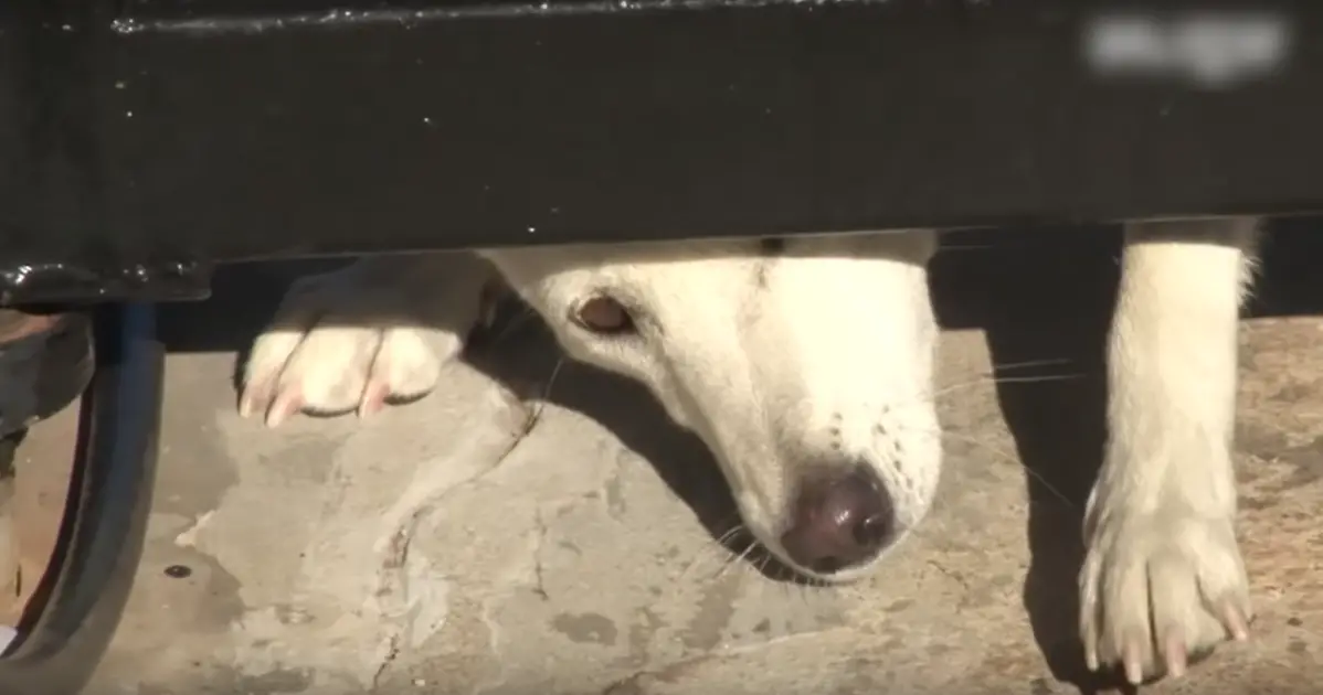 Você está visualizando atualmente Cachorro com medo rasteja sob o portão de uma casa pedindo por ajuda