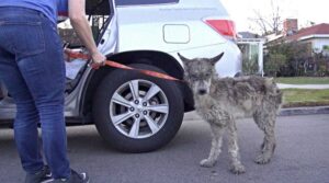 Leia mais sobre o artigo Grupo encontra um animal parecido com um cachorro, mas acabam sendo surpreendidos