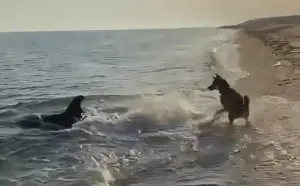 Leia mais sobre o artigo Vídeo de golfinho e cachorro brincando juntos na praia viraliza