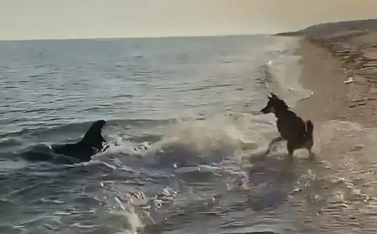 Você está visualizando atualmente Vídeo de golfinho e cachorro brincando juntos na praia viraliza