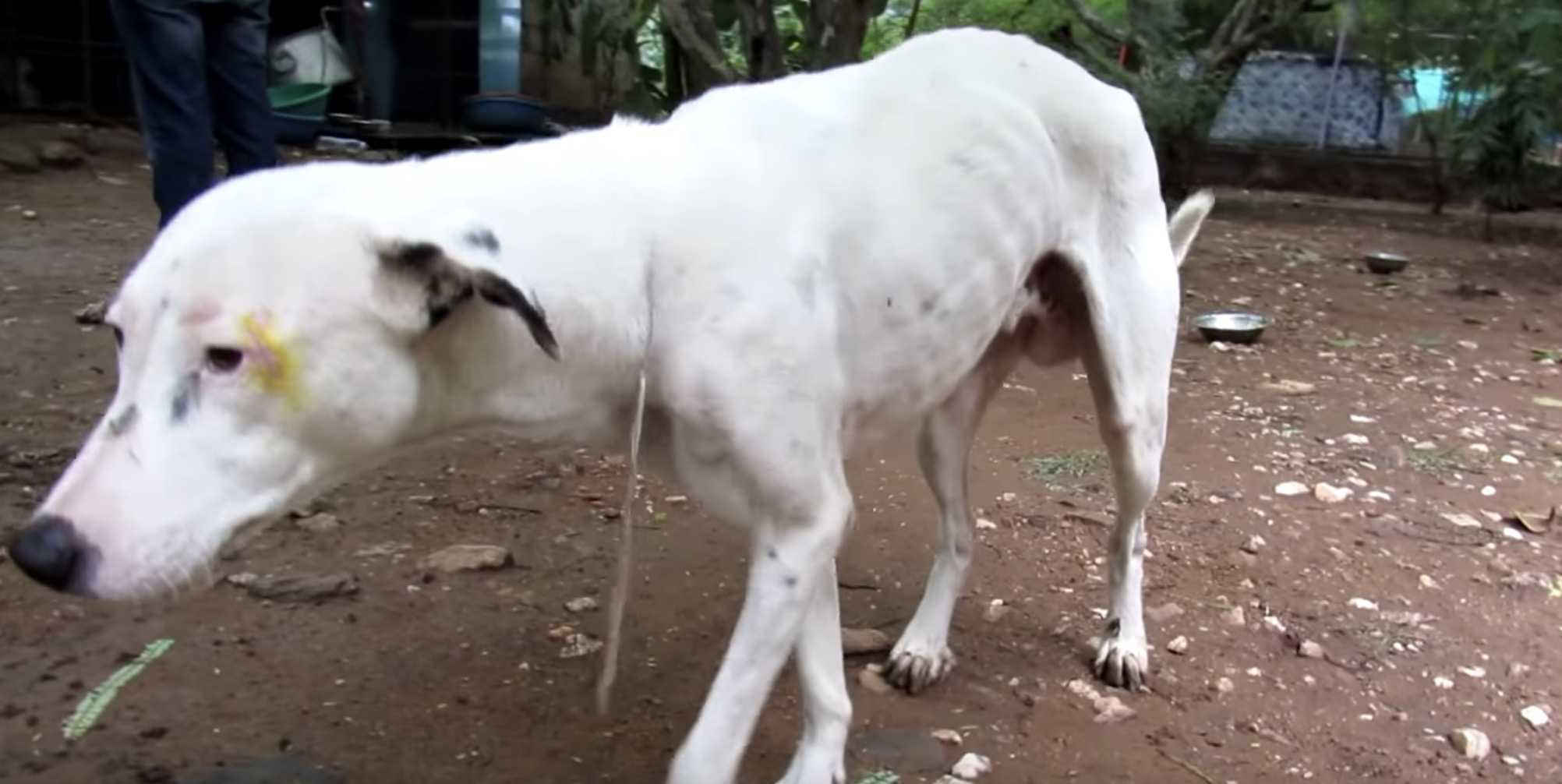 Você está visualizando atualmente Salvadores encontram um cão que estava totalmente machucado e sozinho em um prédio abandonado