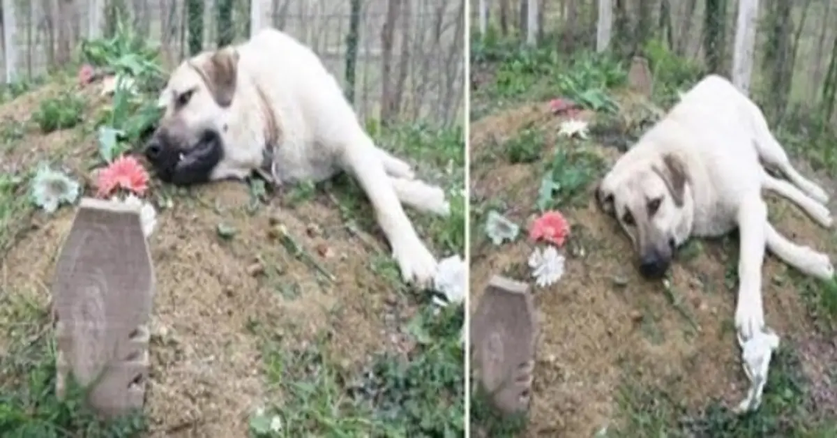 Você está visualizando atualmente Cachorro sente muito a perda do seu dono, por isso o visita no túmulo todos os dias