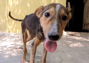 Leia mais sobre o artigo Após ter sido descoberto com uma doença terminal, esse cachorro foi deixado sozinho em estrada