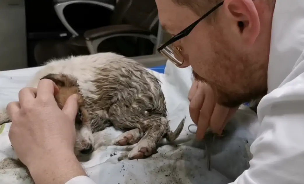 Você está visualizando atualmente Cachorro foi deixado sozinho, coberto de lama, em um local perigoso, e ninguém o ajudou