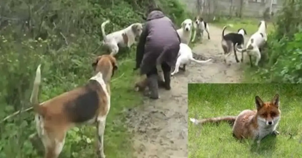 Você está visualizando atualmente Mulher corajosa arrisca a vida para salvar a pequena raposa de pessoas cruéis