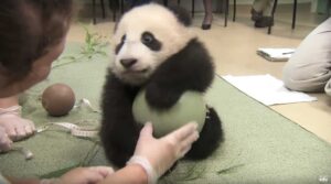 Leia mais sobre o artigo Ninguém podia tocar na bola desse lindo urso panda